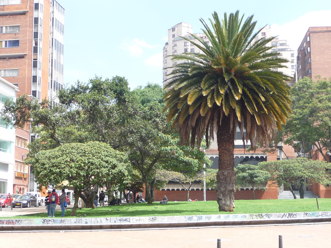 Tropical tree in the city